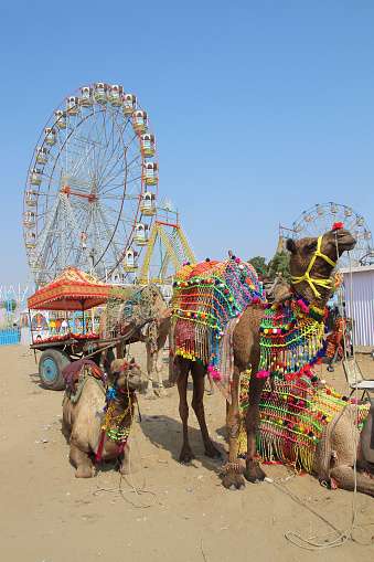 ornate camels and ferris wheels at Pushkar camel fair - India